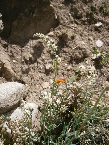 File:Reseda glauca 02.jpg