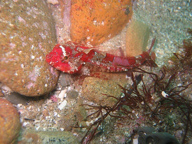 File:Snubnose sculpin.JPG