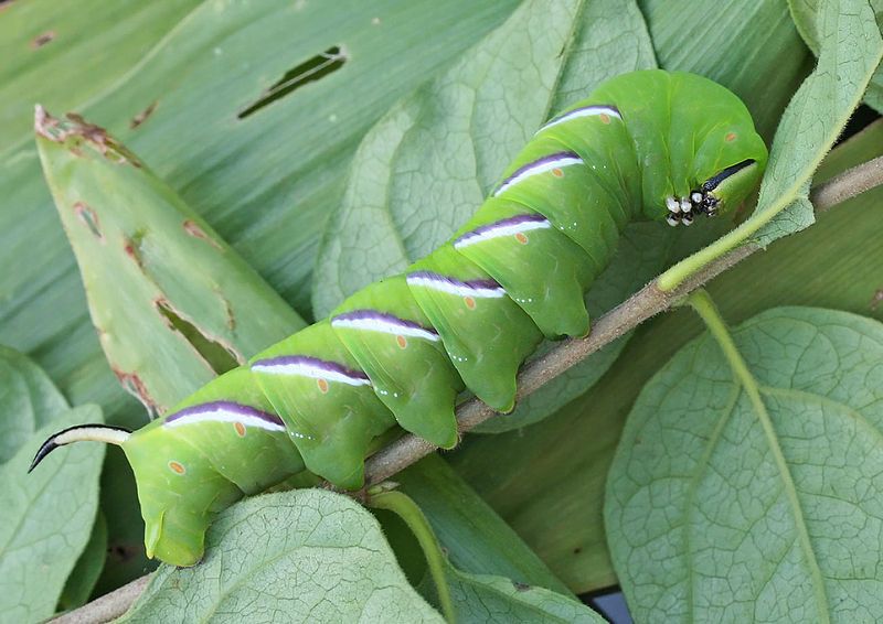 File:Sphinx ligustri01.jpg