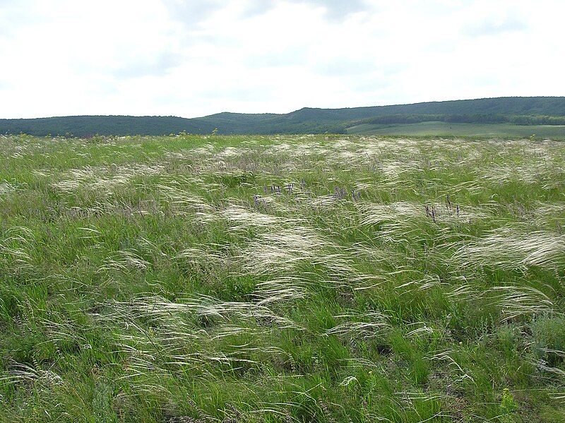 File:Stipa lessingiana habitat.jpg