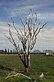 A cabbage tree killed by Phytoplasma australiense