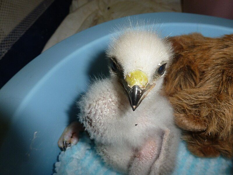 File:Swainson's Hawk Chick.jpg