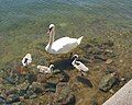 Mute swan with cygnets. South edge of Ljusterö. Photo: July 2008.