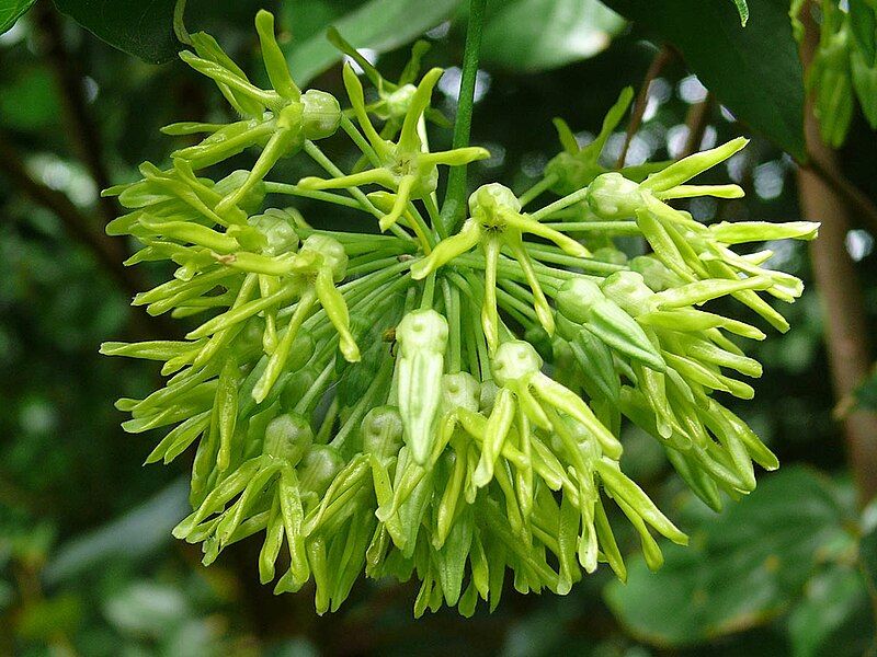 File:Telosma procumbens.jpg