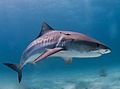 Tiger shark bahamas