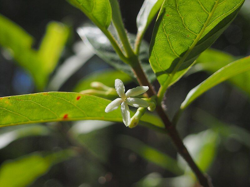 File:Timonius timon flower.jpg