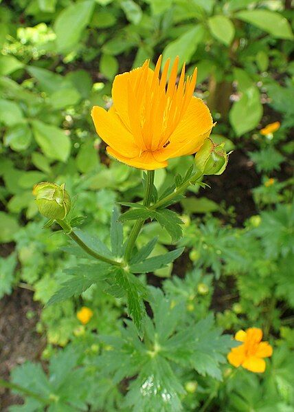 File:Trollius chinensis kz01.jpg