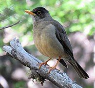 An Austral thrush on a branch