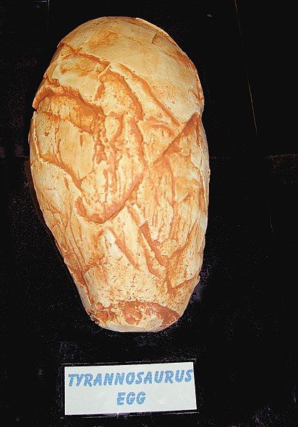 File:Tyrannosaurus egg 2.jpg