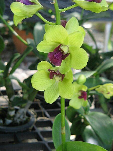 File:Unid orchid06a.JPG