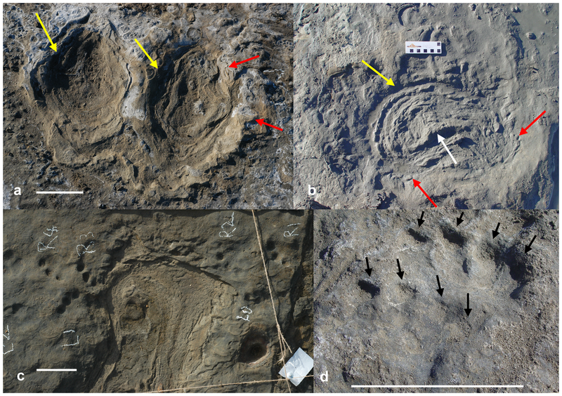 File:VVP fossil tracks.png