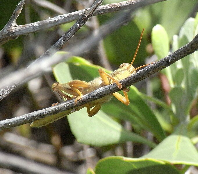 File:Valanga irregularis branch1.JPG