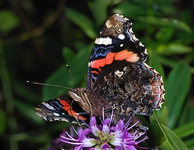 Vanessa atalanta, by Alvesgaspar