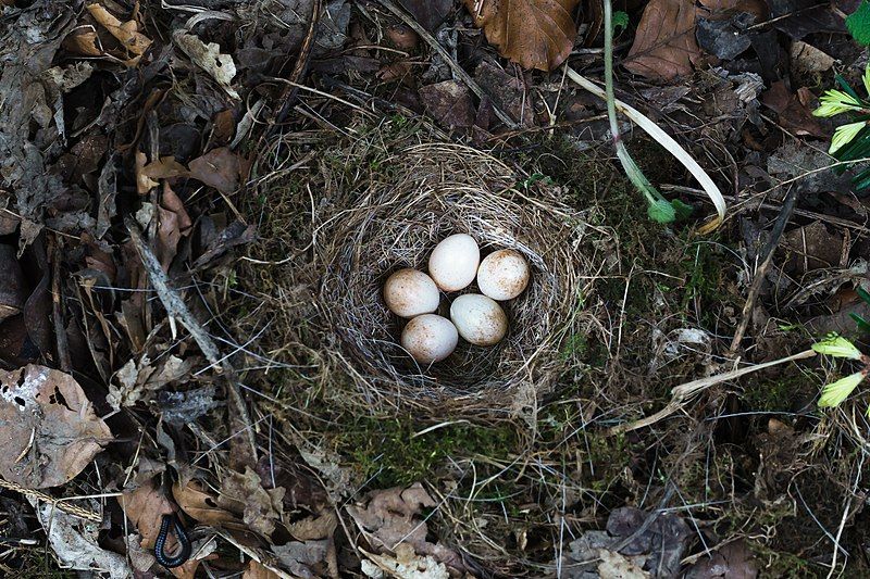 File:Vogelnest Bodenbrüter.jpg