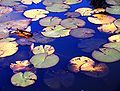 Water garden with lilies #1. Colorado Springs, Colorado (October 2006).