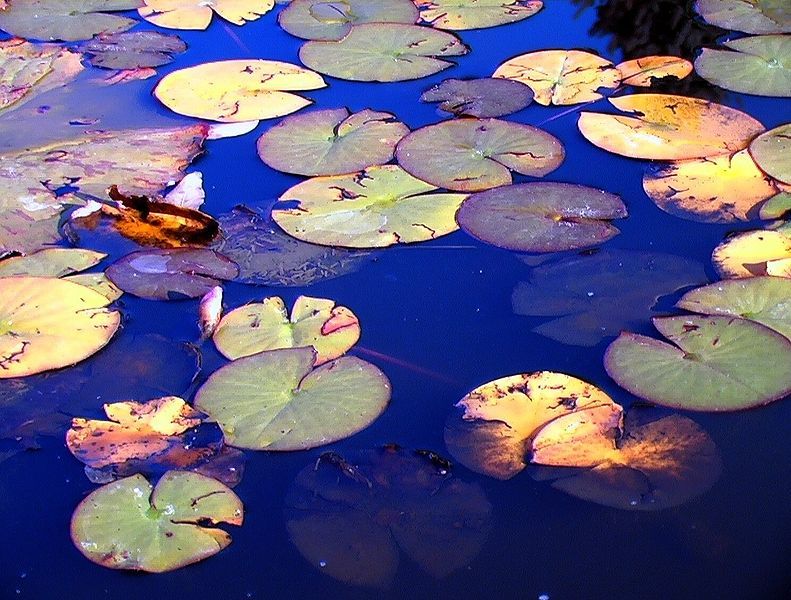 File:Water Garden 01.jpg