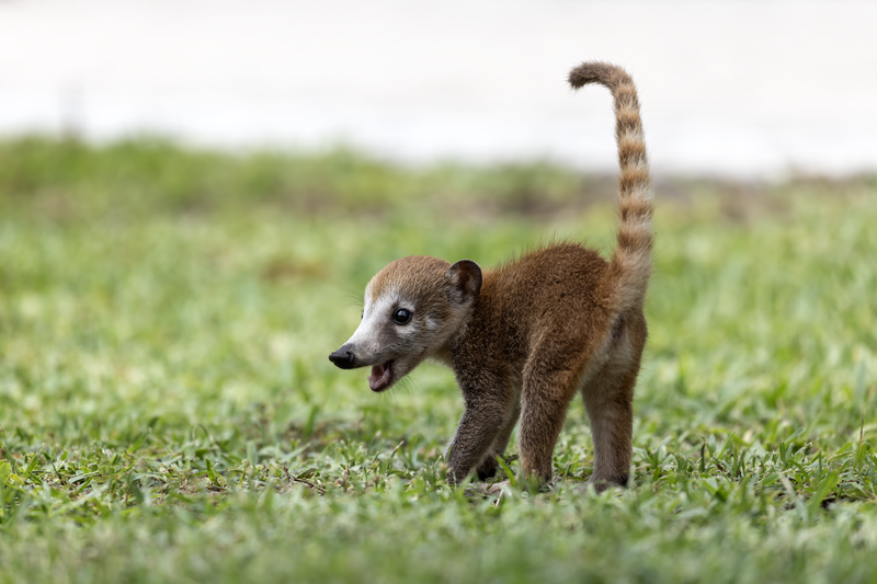 File:Young Coati.png