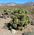 Yucca brevifolia