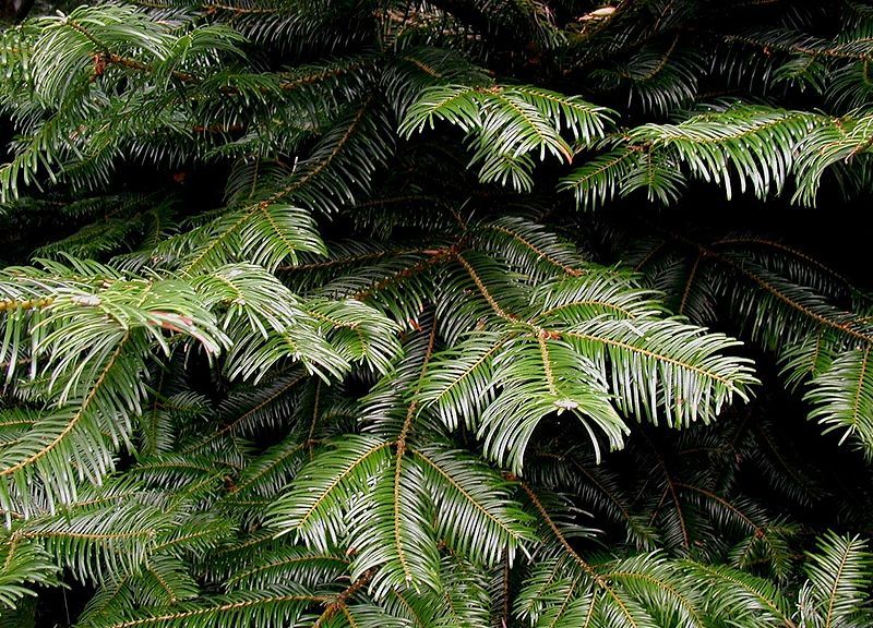 File:Abies grandis needles.jpg