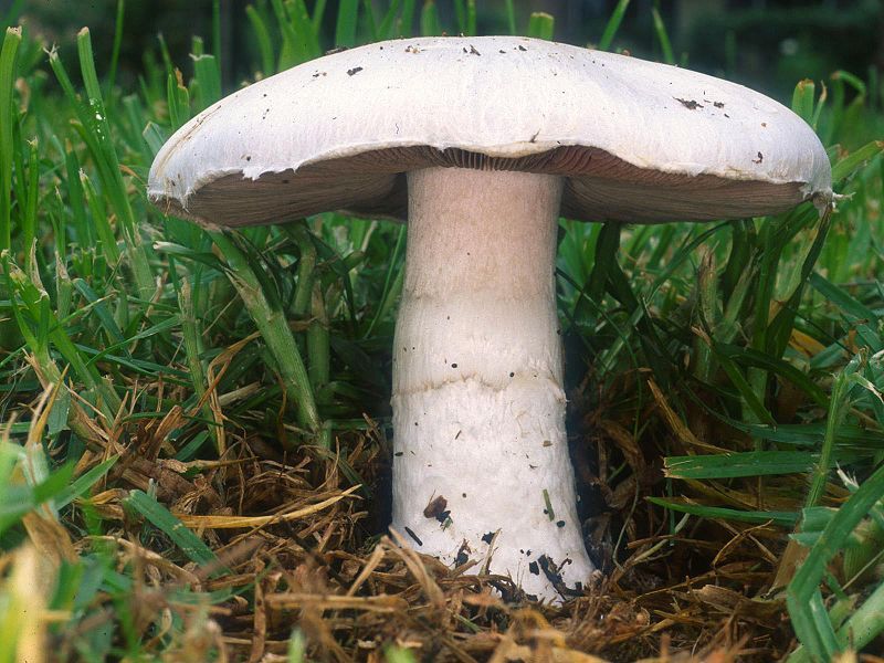 File:Agaricus campestris.jpg