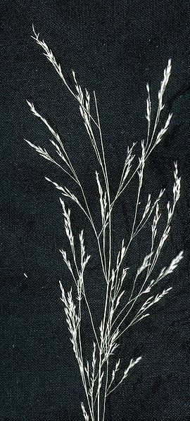 File:Agrostis perennans.jpg