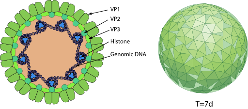 File:Alphapolyomavirus Model.svg