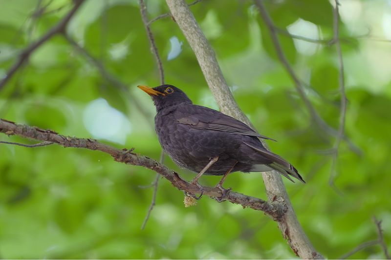 File:Amsel.Glienicker.Park.jpg