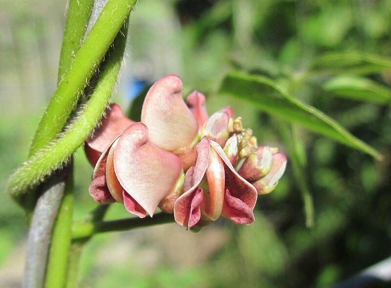 File:Apios americana flowers.JPG