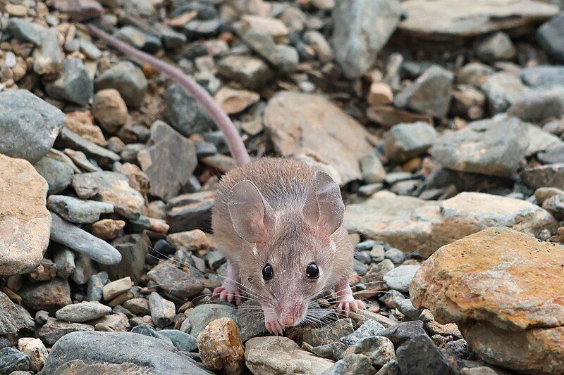 File:Arabian Spiny Mouse.jpg