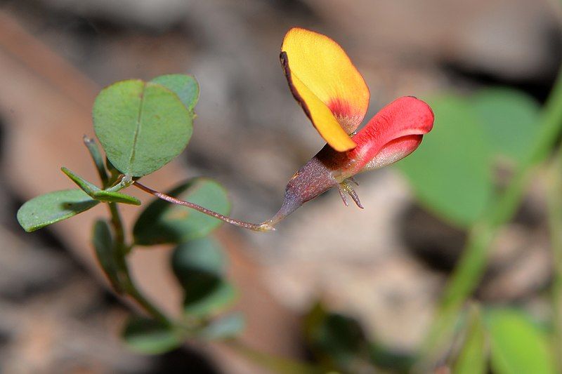 File:Bossiaea modesta detail.jpg