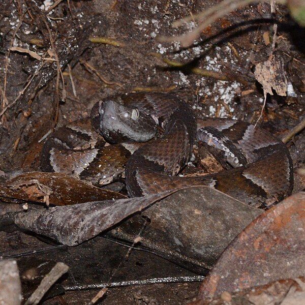 File:Bothrops muriciensis 246127606.jpg