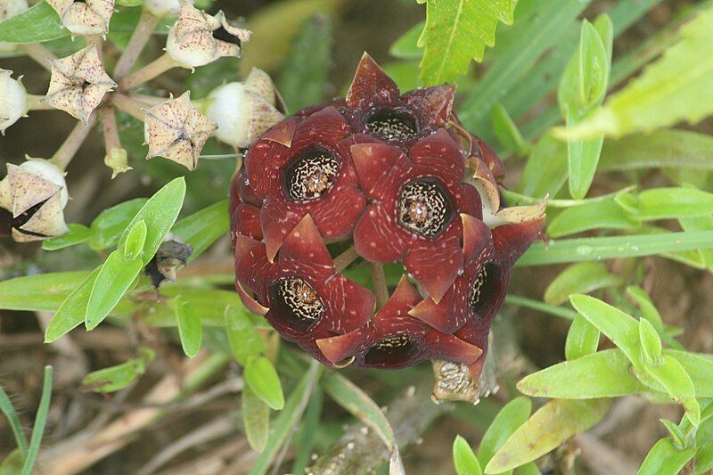 File:Boucerosia crenulata 152198316.jpg