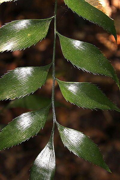 File:Bowenia serrulata 4.JPG