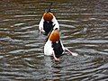 Adults upending, note underside and feet colors