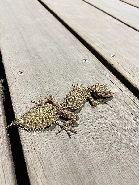 File:Broad-tailed gecko.jpg