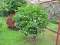 A neatly pruned shrub