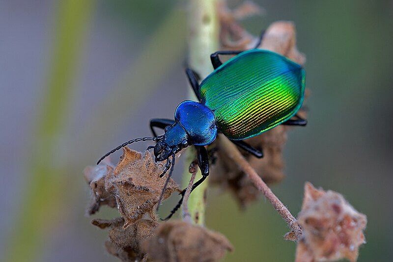 File:Calosoma sycophanta+Sardinien-2009-Thomas Huntke.jpg