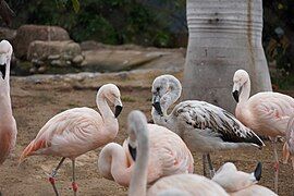 The Chilean flamingo is “Near-threatened” in 2018