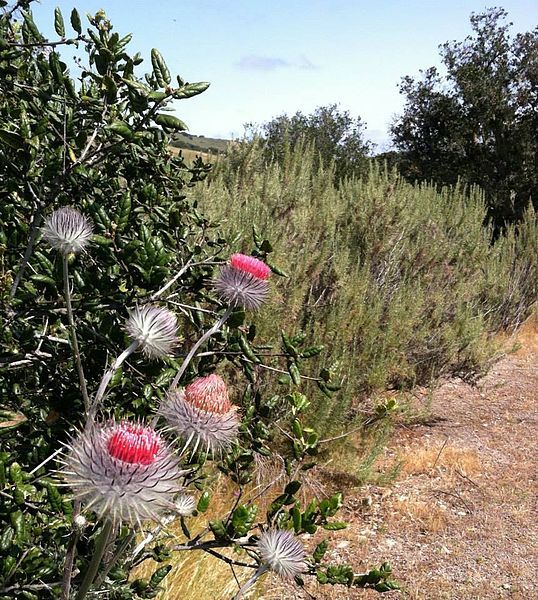 File:Cirsium occidentale plant.jpg