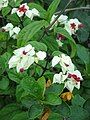 Clerodendrum thomsoniae