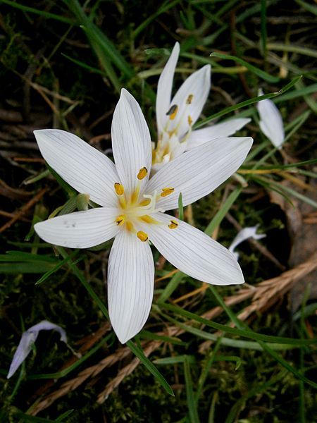 File:Colchicum hungaricum closeup.jpg