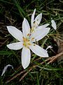 Colchicum hungaricum close-up