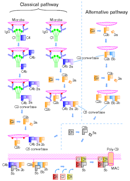 File:Complement pathways.png