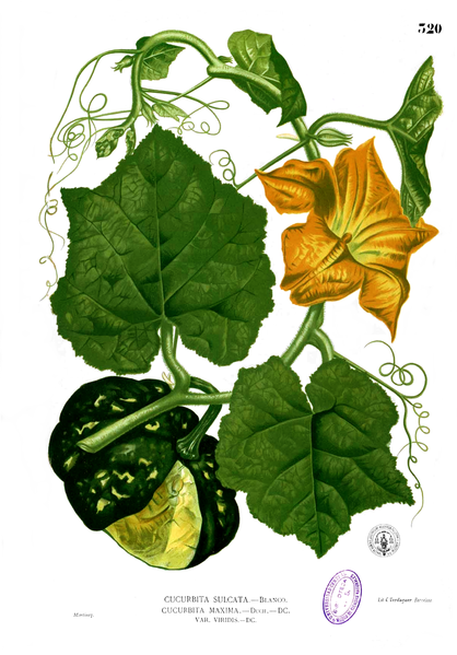 File:Cucurbita maxima Blanco2.320.png