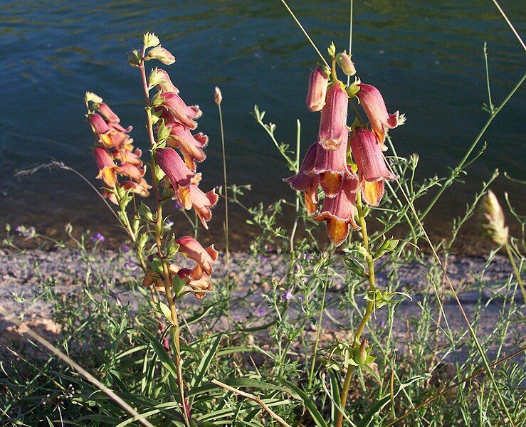 File:Digitalis obscura 1.jpg