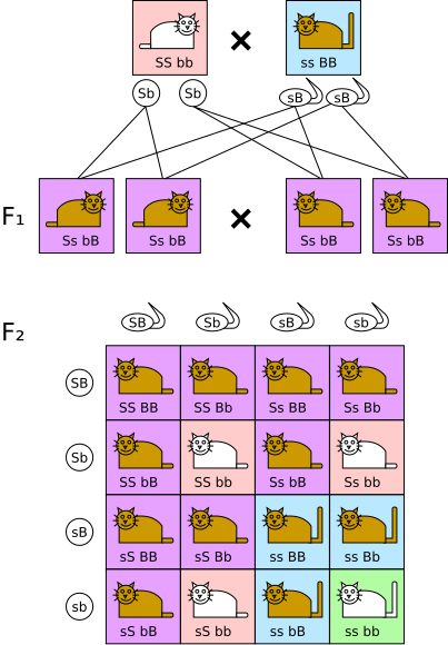 File:Dihybrid cross.svg