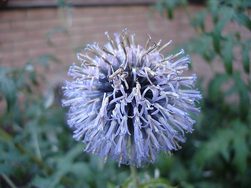 File:Echinops.jpg