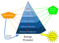 An energy pyramid is a presentation of the trophic levels in an ecosystem. Energy from the sun is transferred through the ecosystem by passing through various trophic levels. Roughly 10% of the energy is transferred from one trophic level to the next, thus preventing a large number of trophic levels. There must be higher amounts of biomass at the bottom of the pyramid to support the energy and biomass requirements of the higher trophic levels.