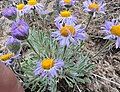 Leaf and involucre morphology