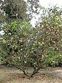 Cultivated specimen in Huntington Gardens, Los Angeles